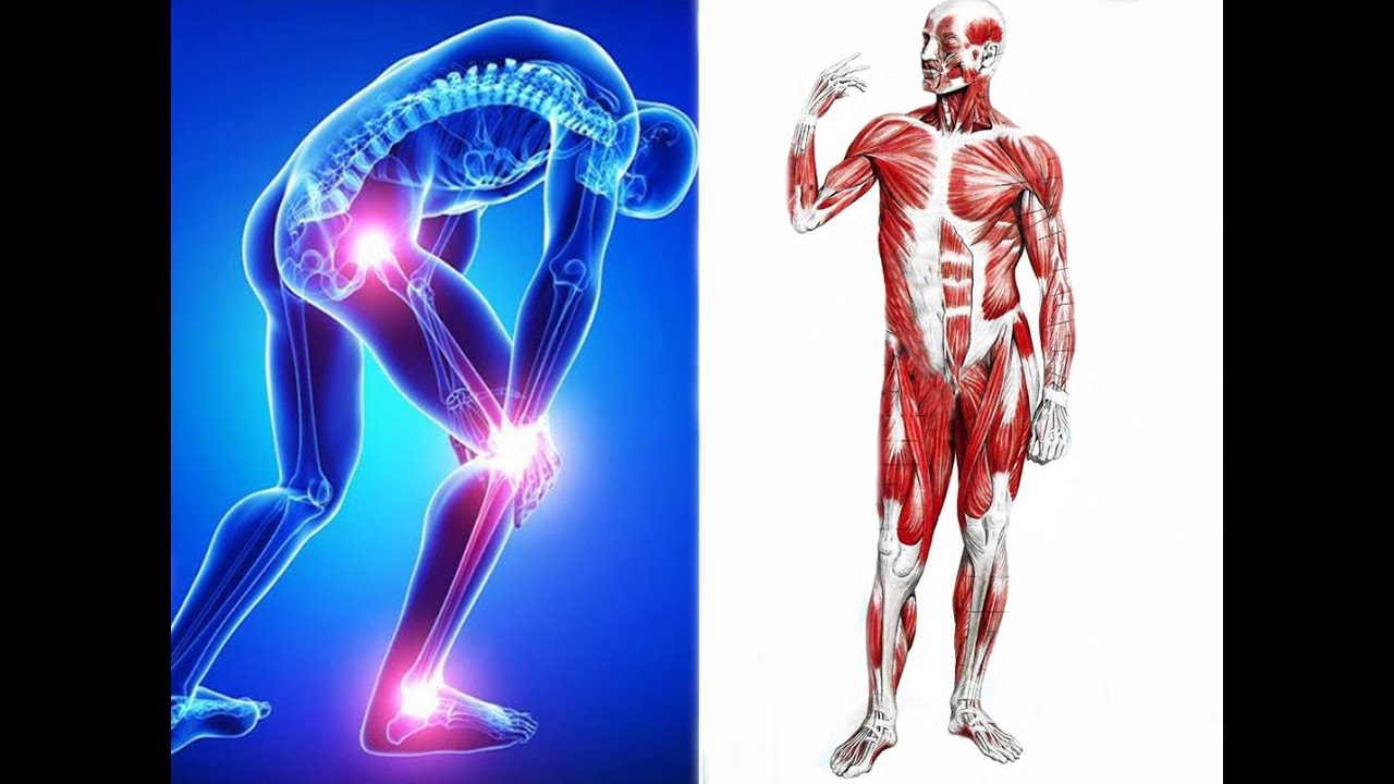 Суставно мышечных. Мышцы и суставы. Мышцы и суставы человека. Мышечные и суставные боли. Суставные и мышечные боли рисунок.