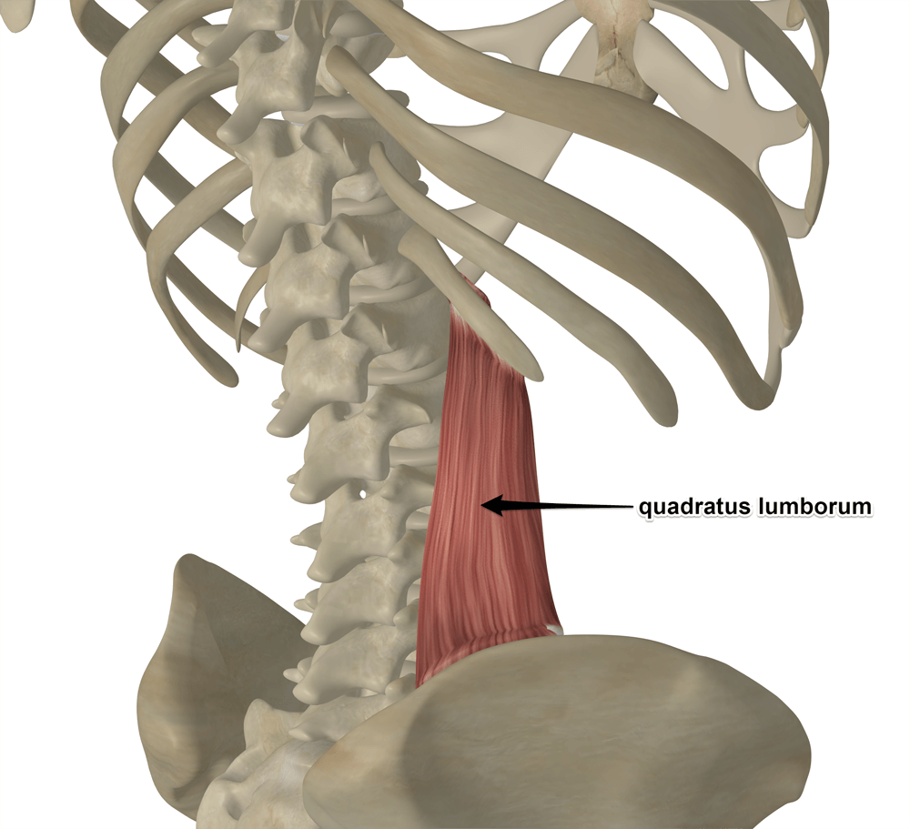 Где находится квадратная мышца. Quadratus Lumborum. Квадратная мышца поясницы, m. Quadratus Lumborum.. Quadratus Lumborum muscle. M Quadratus Lumborum анатомия.